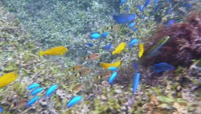 151004snorkeling33.jpg