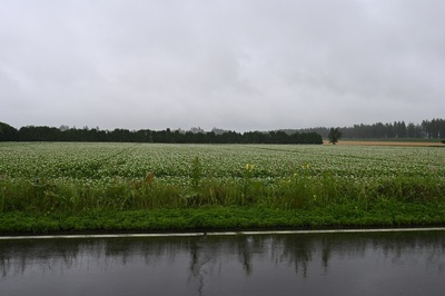 ジャガイモ畑.jpg