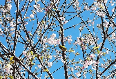 日本平桜.jpg