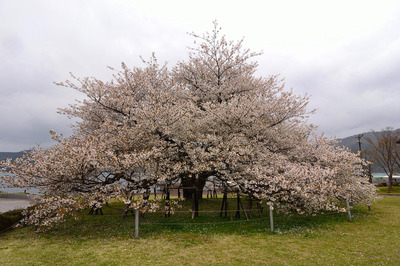 箱根園オオシマサクラ.jpg