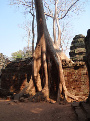 Ta-Plom寺院-(27).jpg