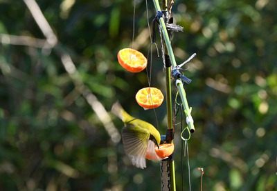 Z50_0204.jpg