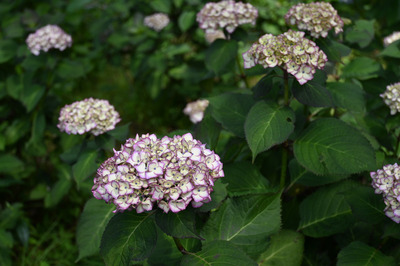 Z50_0386.jpg