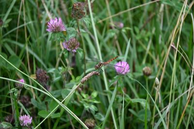 Z50_4342.jpg